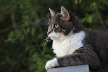 一只肚子和爪子都是白色的灰猫在户外眺望远方
