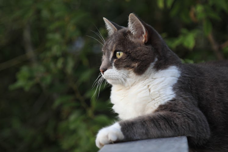 A grey cat with a white belly and paws looks out into the distance while outdoors