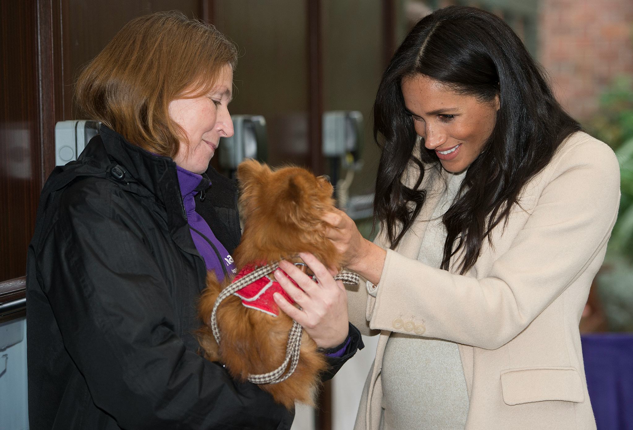 21 Photos Of Prince Harry & Meghan Markle With Dogs // Netflix Documentary // The Couple Shares 3 Do...