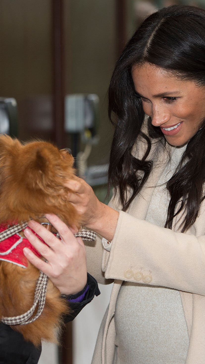 21 Photos Of Prince Harry & Meghan Markle With Dogs // Netflix Documentary // The Couple Shares 3 Do...