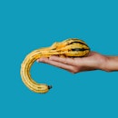 a young man holds a squash with a strange hand in his hand on a blue background