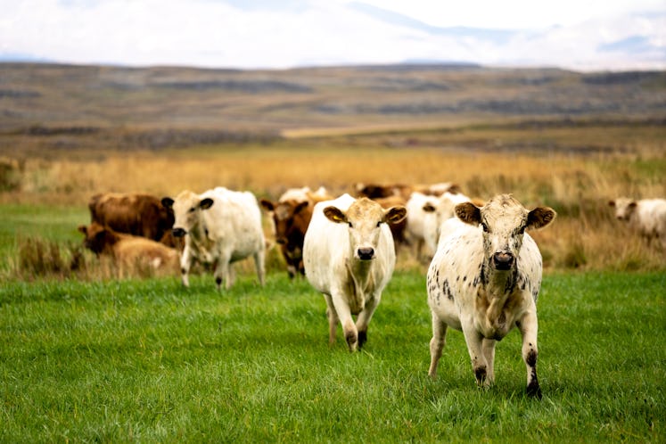 Cows in a pasture in Southern Iceland