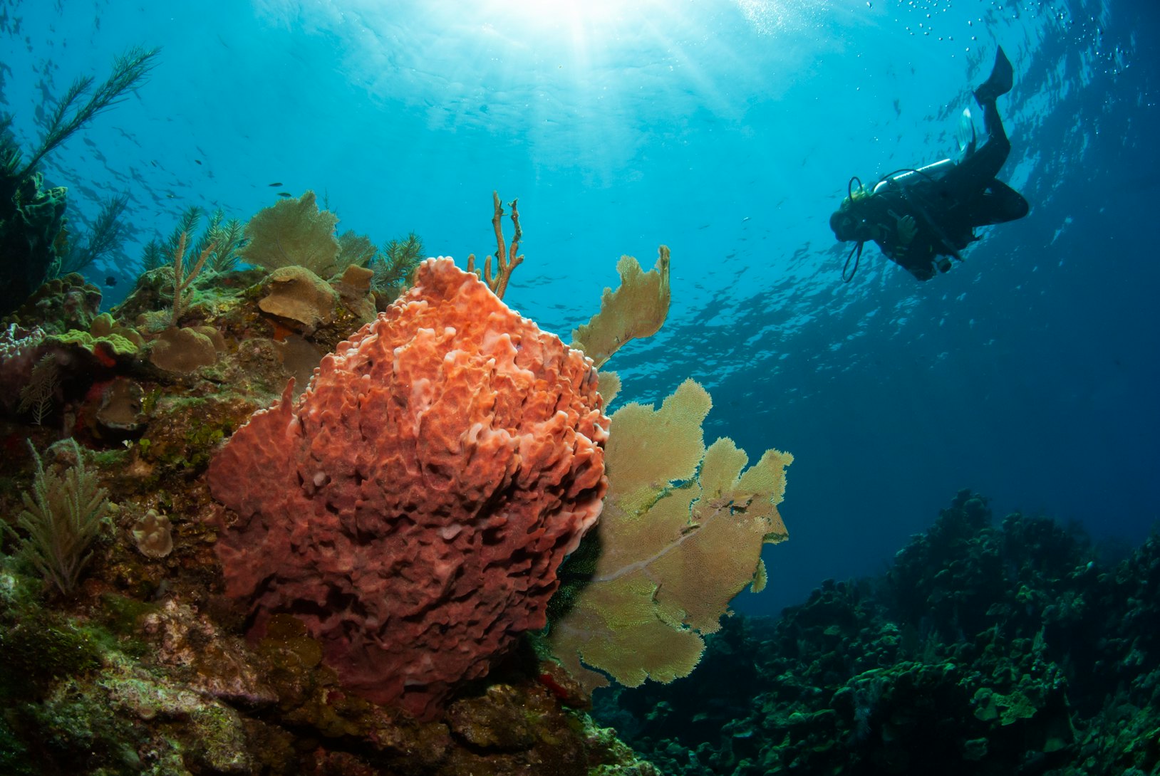 Female scuba diver swimming over giant barrel sponge.