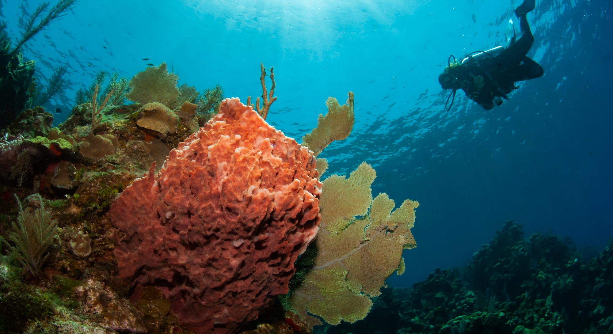 Female scuba diver swimming over giant barrel sponge.