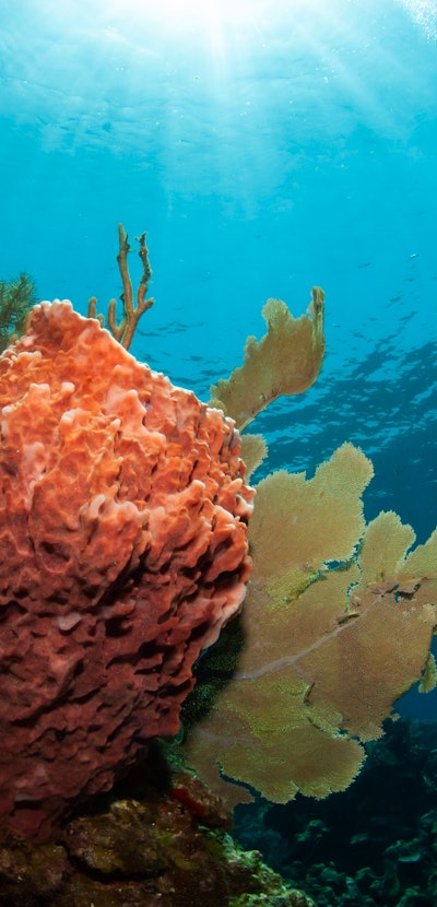 Female scuba diver swimming over giant barrel sponge.