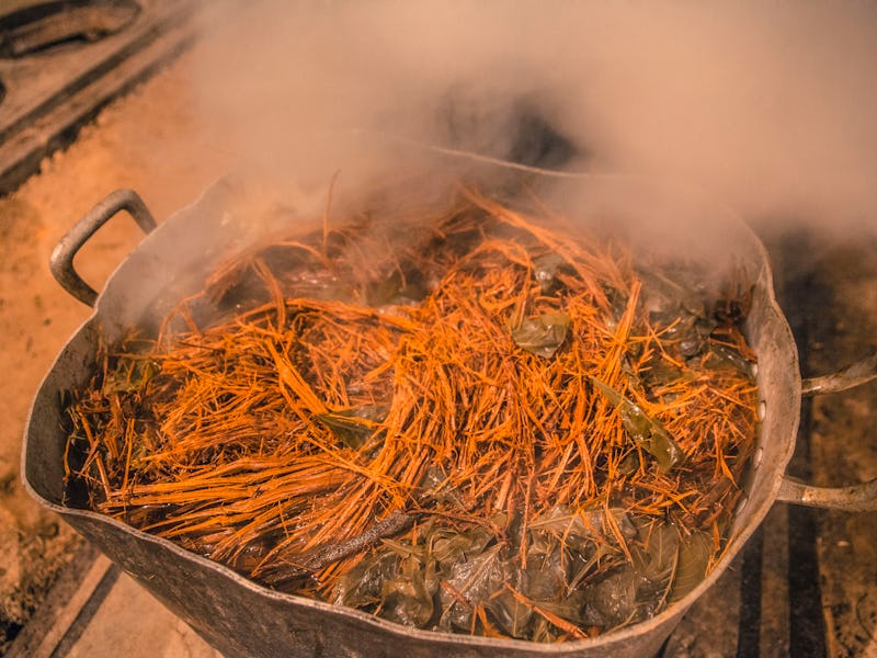 Men preparing the root and the leaves to be cooked together for the preparation of Ayahuasca tea. (P...
