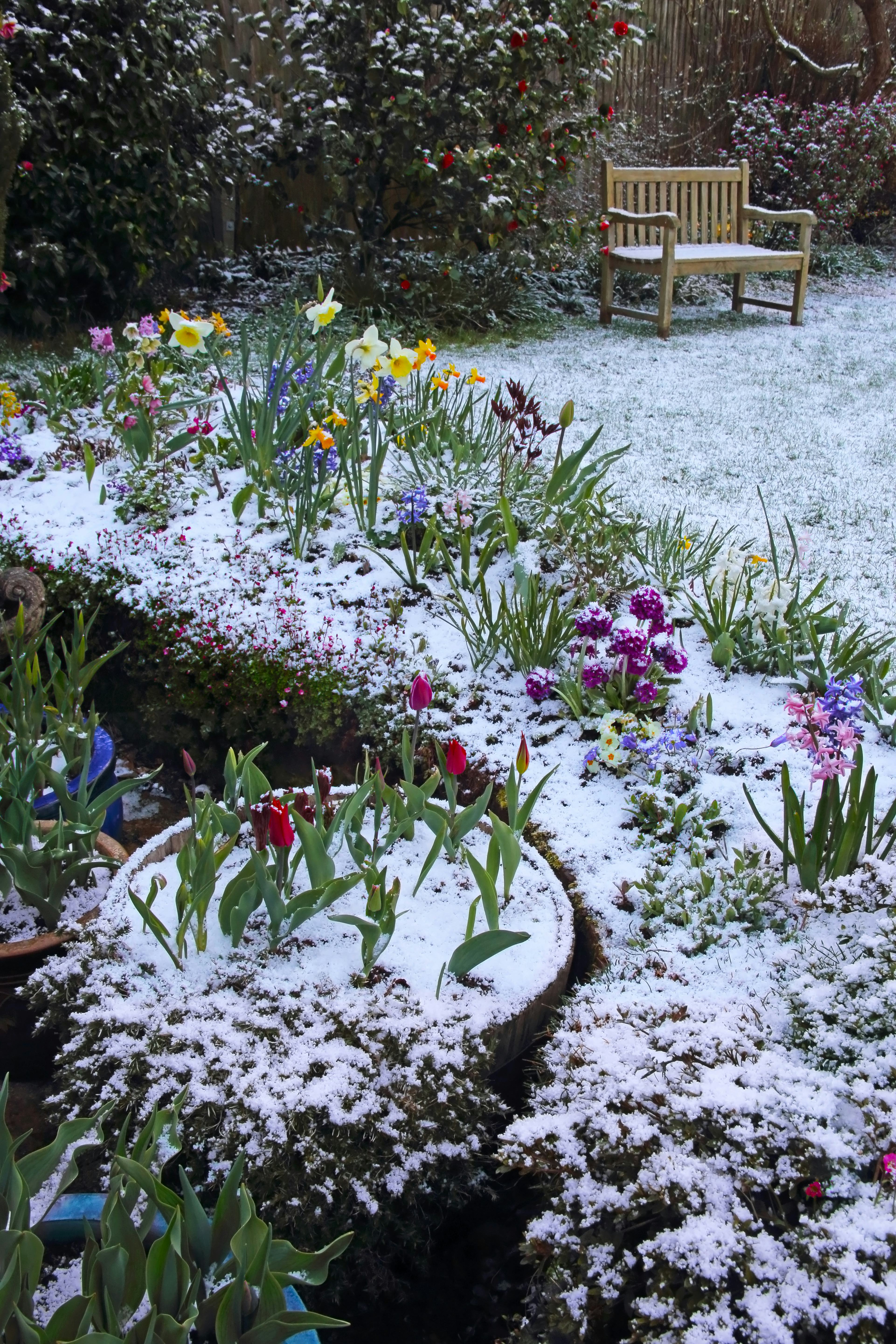 A patch of colorful flowers covered in snow with a bench in the background, demonstrating winter gar...