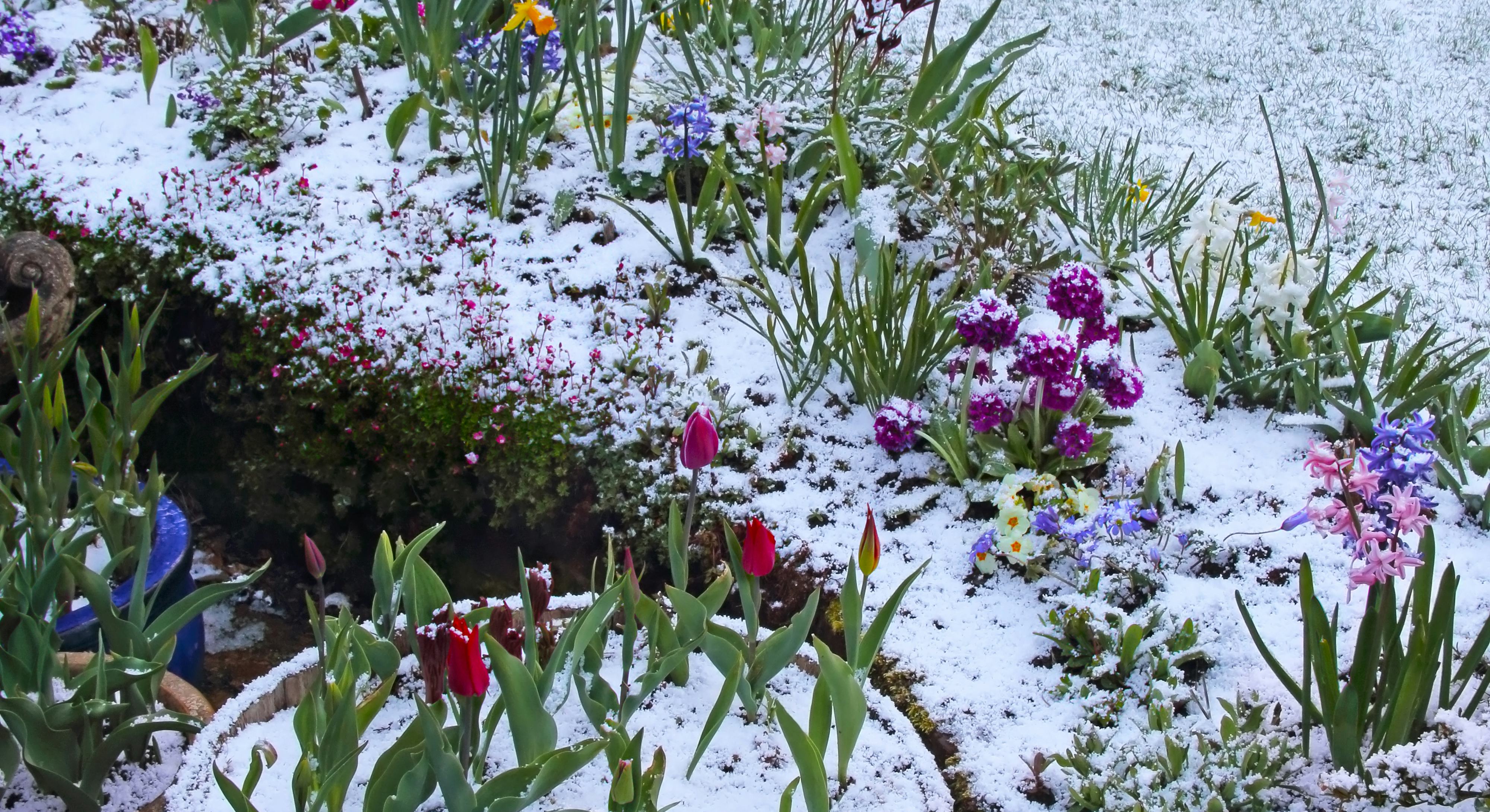 9 Winter Gardening Tips To Keep In Mind This Season 9-winter-gardening-tips-to-keep-in-mind-this-season