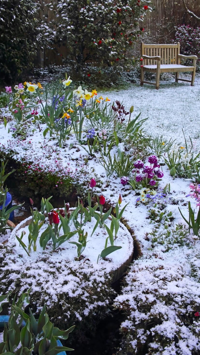 A patch of colorful flowers covered in snow with a bench in the background, demonstrating winter gar...