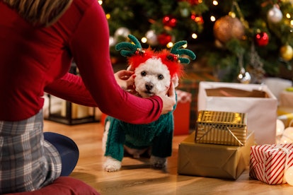 A woman getting ready for a free Santa photo with PetSmart, readying her dog in a dog sweater for the holidays. 