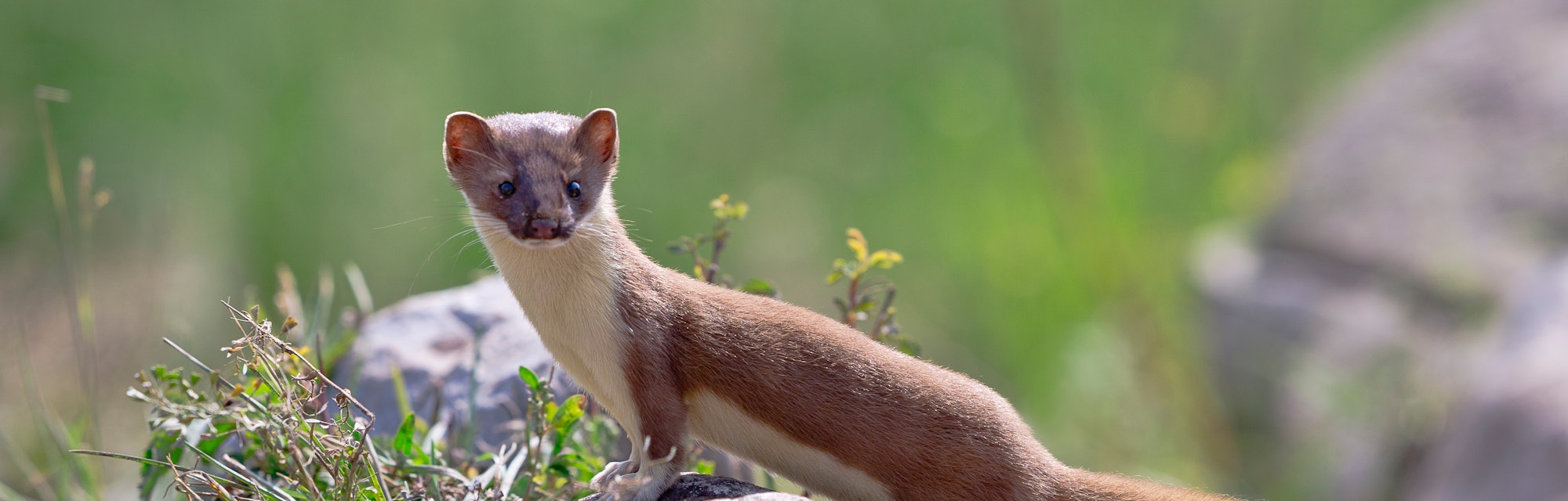 Long-tailed Weasel - (Mustafa frenata) also known as a Ermine hangs around a rock and foliage greens...