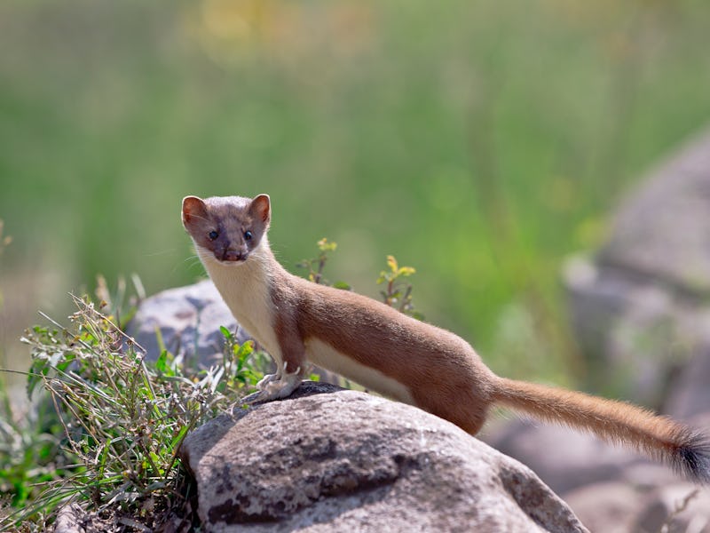 Long-tailed Weasel - (Mustafa frenata) also known as a Ermine hangs around a rock and foliage greens...