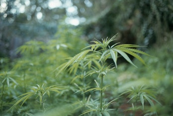 Cannabis plant