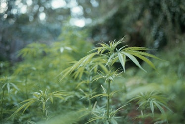 Cannabis plant