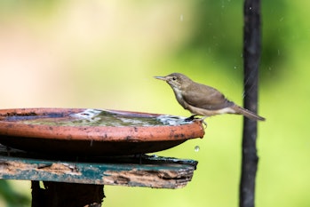 A Blyth Reed Warbler drinking water in a bird bath on the outskirts of Madikeri, Coorg.

This was ph...