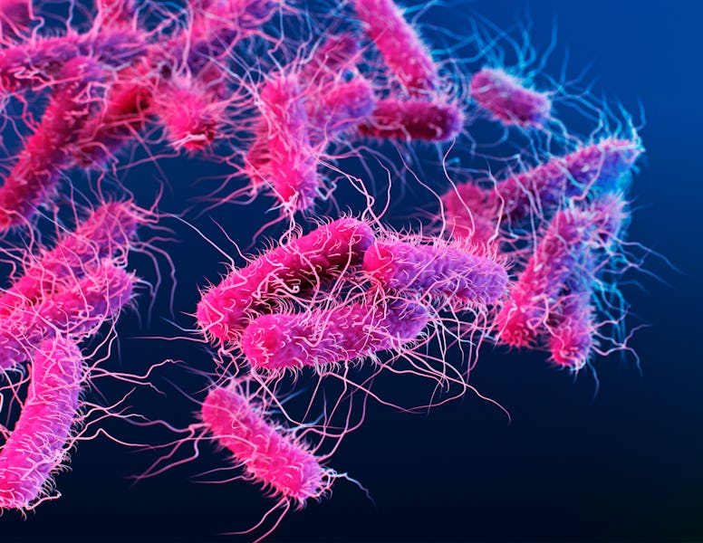 Illustration of Enterobacteriaceae bacteria. Individual bacterium are shown as pink rod shapes with ...