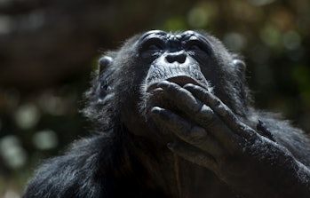 ROME, ITALY - AUGUST 13:  A chimpanzee waiting for frozen fruits on August 13, 2020 in Rome, Italy. ...