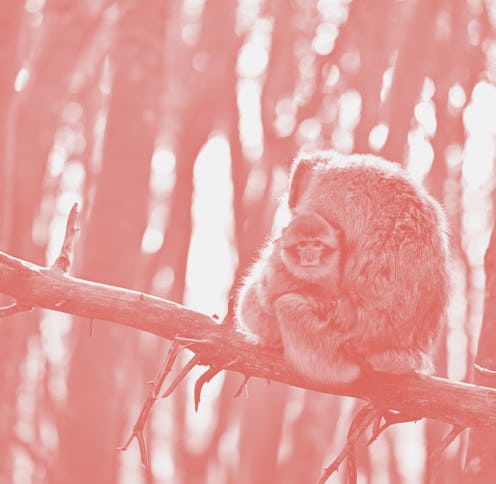 PRODUCTION - 14 January 2022, Baden-Wuerttemberg, Salem: Barbary macaques sunbathe in the beech fore...