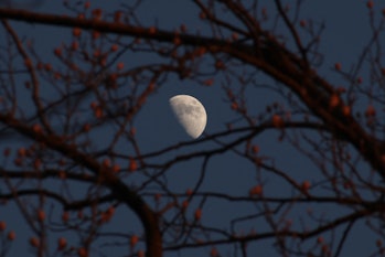 NEW JERSEY, USA - FEBRUARY 9: Waxing Gibbous is seen behind the branches of a tree during evening ho...