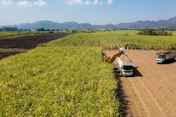 A truck carrying the agricultural crop on a corn farm. 