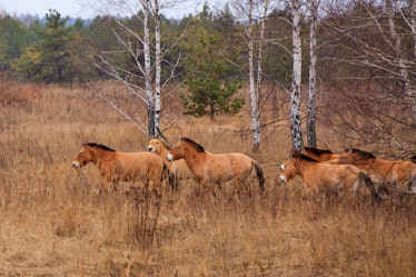 Przewalski's horse, which inhabited the Chernobyl zone. After 20 years the population has grown, and...
