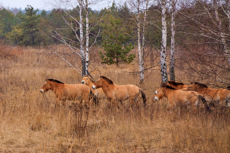 Przewalski's horse, which inhabited the Chernobyl zone. After 20 years the population has grown, and...