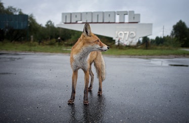 Ghost town of Pripyat, near the Chernobyl nuclear reactor.