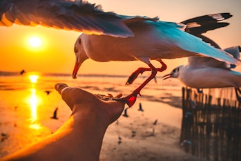 Close-Up of Seagulls Eating Food from Hand on The Beach During Sunset< Samutprakan Province, Thailan...