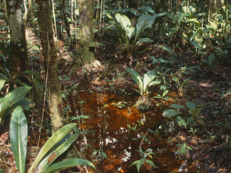 Aeroid forest, 1979, Alocasia sp.. (Photo by: Education Images/Universal Images Group via Getty Ima...