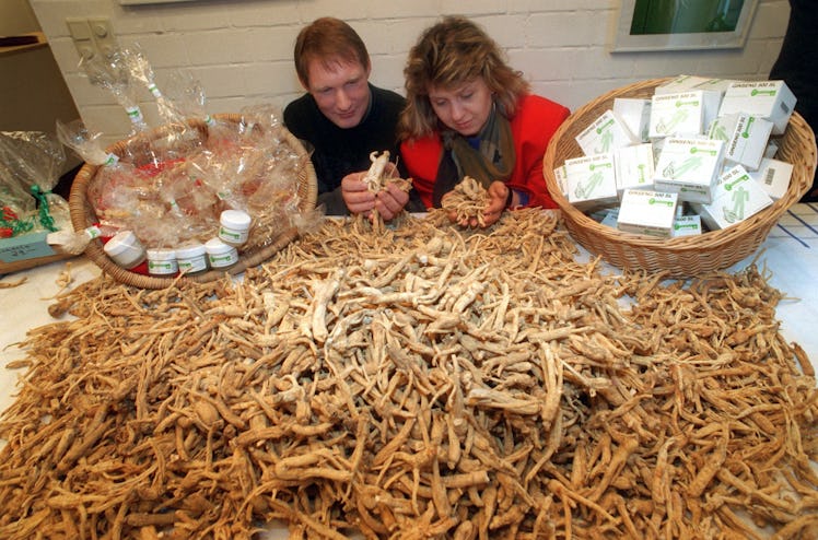 Gesine und Peter Jungblut-Wischmann mit Ginseng-Wurzeln aus eigenem Anbau, aufgenommen am 7. Februar...