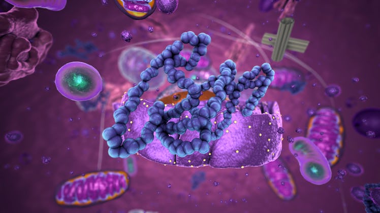 3d illustration of a ribosome (purple), the site of protein synthesis, producing a polypeptide chain...
