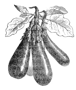 Illustration of a Eggplant (solanum melongena)