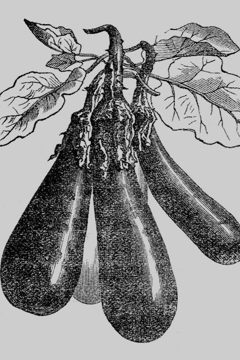 Illustration of a Eggplant (solanum melongena)