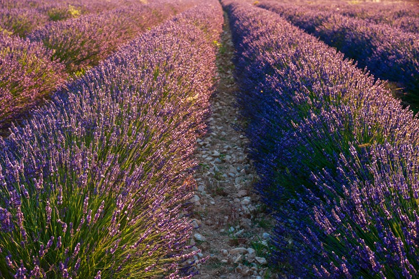 A field of lavender, Lavandula species, in bloom. Sault, Provence, France.. (Photo by: Sergio Pitami...