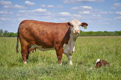 Mother And Daughter.A Cow and her Calf in a paddock.