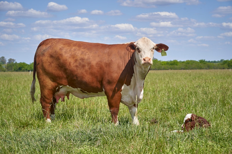 Mother And Daughter.A Cow and her Calf in a paddock.