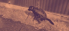 black labrador pooping on lawn