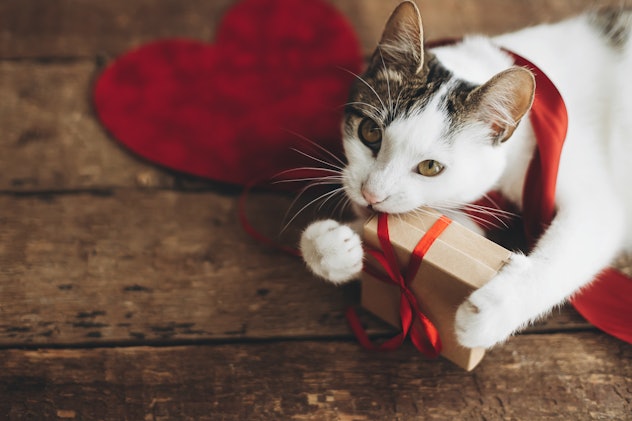 One fun fact about Valentine's Day is that Americans will spend over $1 billion on their pets.