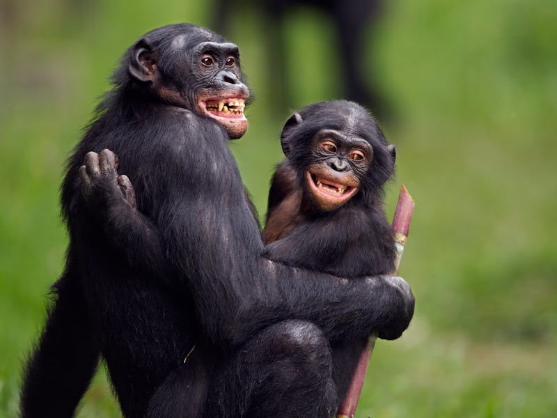 Bonobo mature male 'Manono' aged 17 years and juvenile male 'Pole' aged 4 years in act of sexual sti...