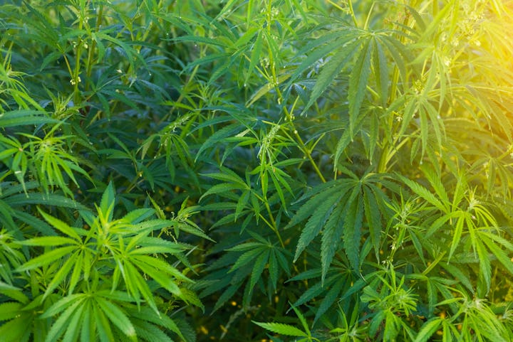 A field filled with marijuana plants, illuminated with sunlight.