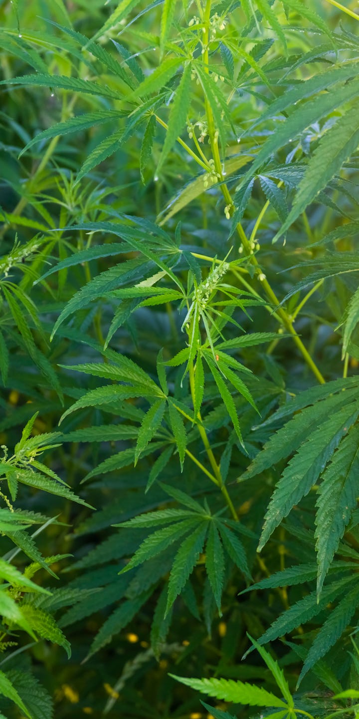 A field filled with marijuana plants, illuminated with sunlight.