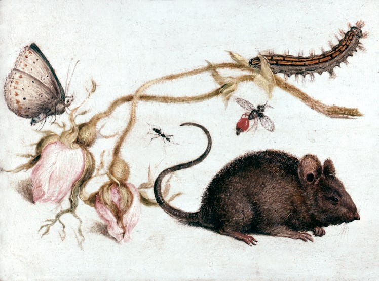 'Mouse, Flower and Insect', 16th century. (Photo by Art Media/Print Collector/Getty Images)