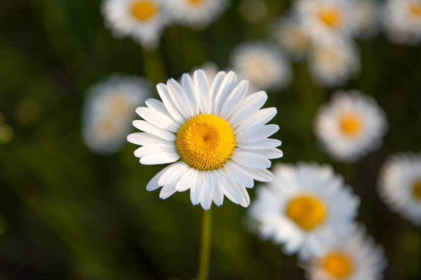 Oxeye Daisy in Ontario Canada in the Summer