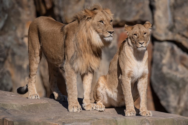 09 March 2022, Berlin: Two lions enjoying the spring-like weather at Berlin Zoo. Photo: Paul Zinken/...