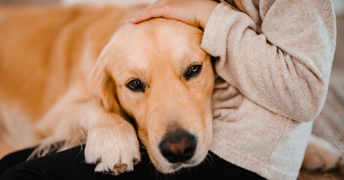 Does Therapy Dog Work?New research suggests that 10 minutes can make a difference