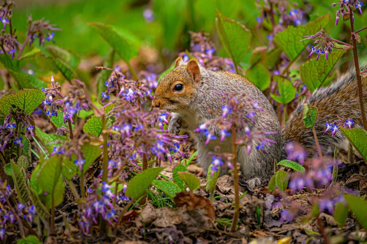 A squirrel forages amongst purple and blue flowers in Victoria Park, Bath, as the mild weather conti...