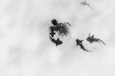 Underwater image of nurse sharks and diver in the Caribbean