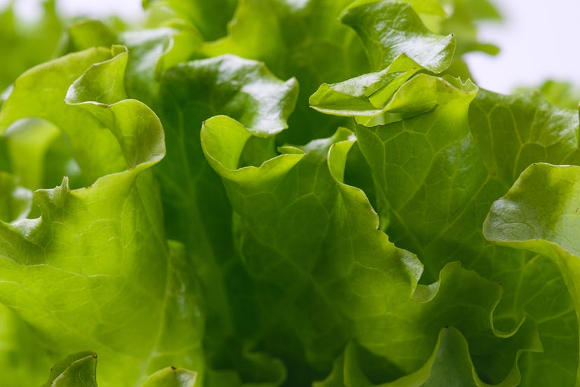 A bunch Of Greens Or Green Lettuce Leaves, on a white background. Vegetarian, Vegan, And Raw Food. O...