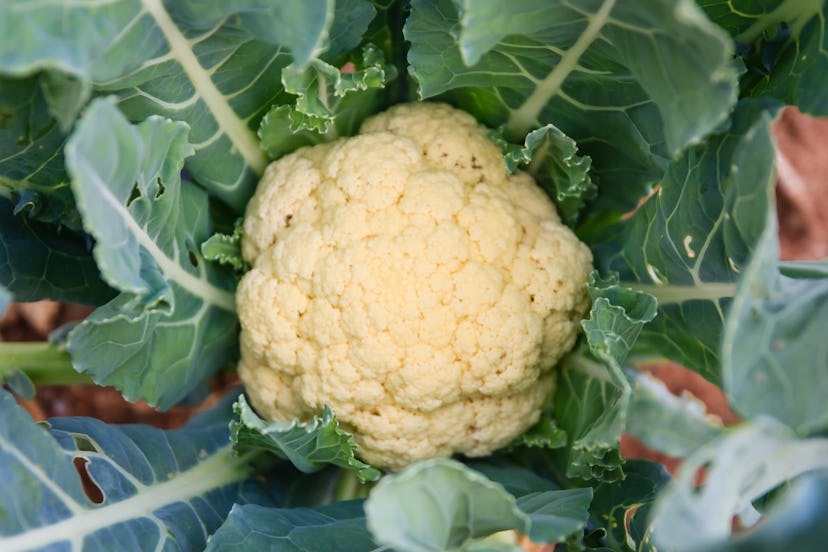 Brassica oleracea, Cauliflower vegetables close-up, cauliflower in the green organic farm, Thailand