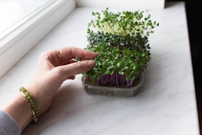 the hand of a young woman touches the microgreen at home on the windowsill.